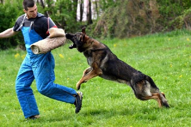 Serviços de cães adestrados na segurança